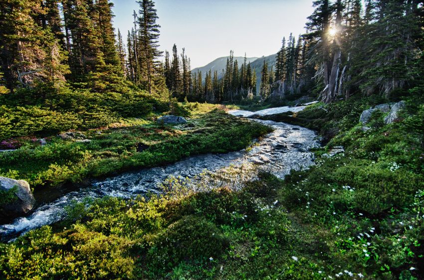 olympic national park vs mount rainier