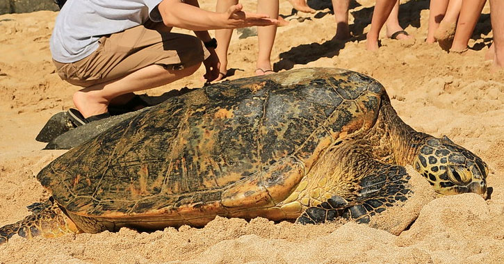 Laniakea turtles Hawaii