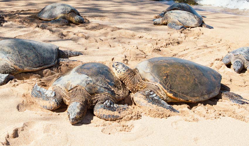 Laniakea Beach Sea Turtles