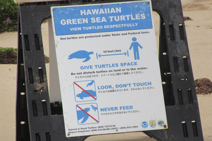 turtles at Oahu beach