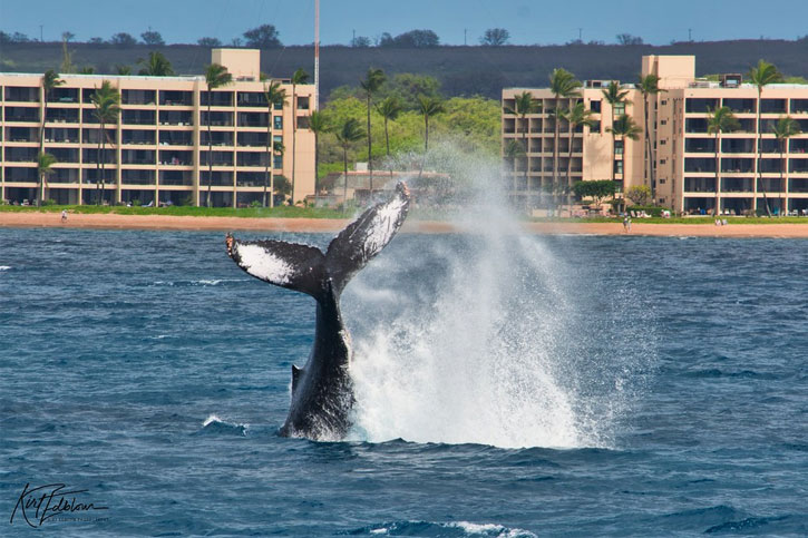 whale watching tours Hawaii