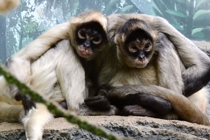 Minnesota zoo free entrance