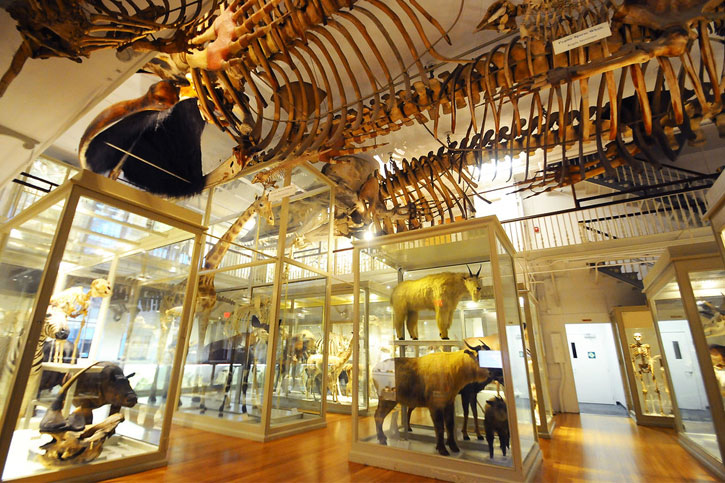 best natural history museums Harvard