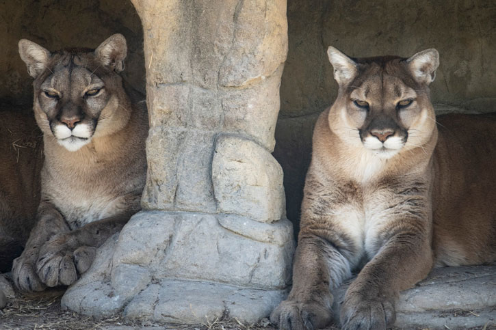 Kansas free zoo