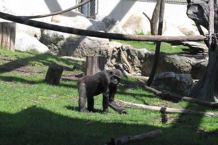 Illinois zoo free entrance