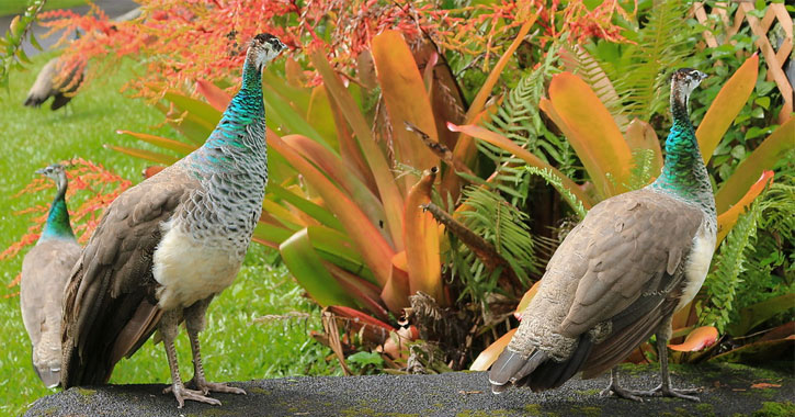 Hilo Hawaii free zoo