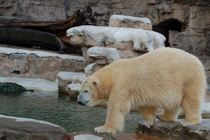 Missouri zoo free entrance