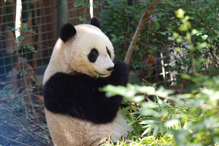 US Zoos With Pandas in 2023