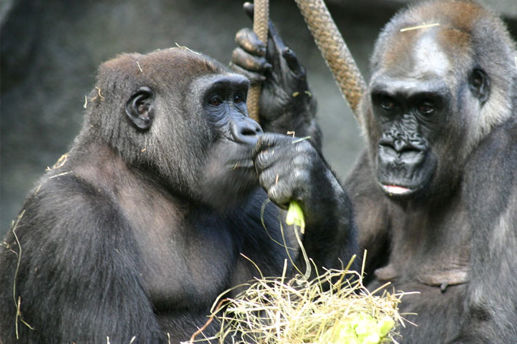 best Chicago Illinois zoo